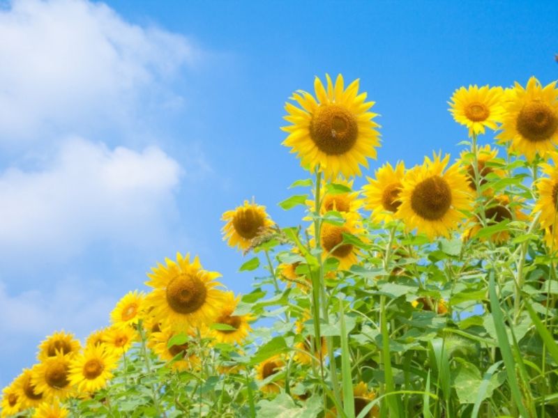 夏に外壁塗装を行うメリットとは？注意点と快適に過ごすポイント